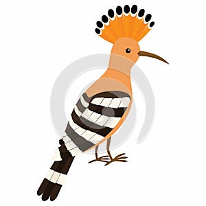 Hoopoe Bird. Vector illustration isolated on white background.