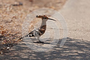 Hoopoe bird walks along the asphalt