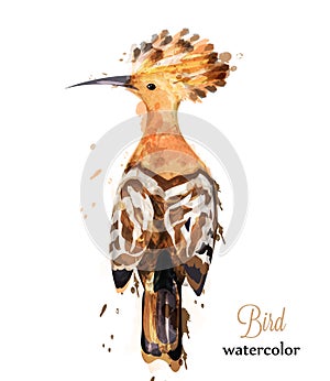 Hoopoe bird watercolor Vector. Colorful painted style illustrations