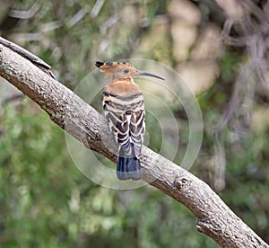 Hoopoe On Branch