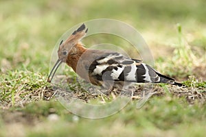 Hoopoe catching an insect