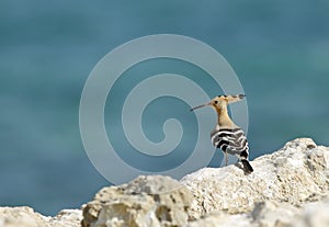 Dudar en Costa de Playa 