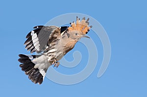 Hoopoe in dast flight in blue sky with stretched wings and tail