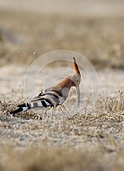 Hoopoe digging for food