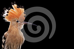 Hoopoe disclosed with bangs isolated on black