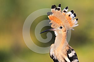 Hoopoe disclosed with bangs summer day