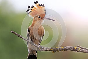 Hoopoe disclosed with bangs sunny hotspot