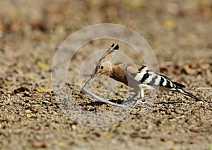 Hoopoe with earthwarm