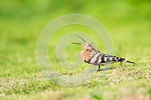 Hoopoe eating insect closeup