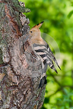 Hoopoe at the entrance of its nest