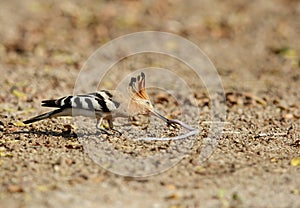 Hoopoe feeding earthwarm