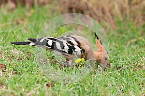 Hoopoe feeding on the ground