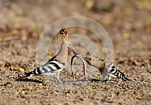 Hoopoe feeding its juvenile with earthworm