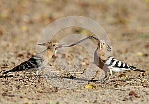 Hoopoe feeding its juvenile with earthworm
