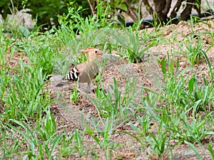 Hoopoe foraging in the grass