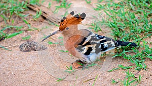 Hoopoe foraging on the ground spotted in Udawalawe national park safari. Beautiful exotic bird close-up photograph