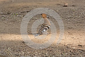 Hoopoe in the Forest