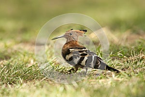 Hoopoe on the Grass