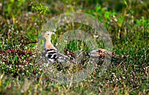 Hoopoe on the grass looking for insects for food in its natural habitat