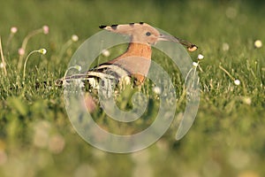 Hoopoe with a grub on a grassy meadow.