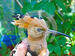 Hoopoe in the hand of a man