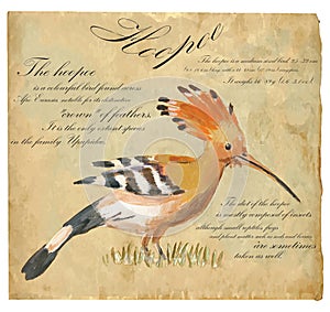 Hoopoe - An hand painted vector