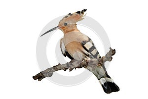 Hoopoe isolated