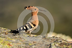 Hoopoe moves through the field photo