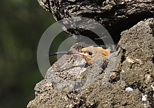 Hoopoe in the nest