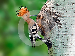 Hoopoe at nest hole with raised crown