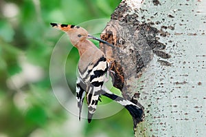 Hoopoe at nest hole at tree