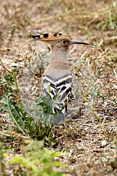 Hoopoe! Nice looking bird with long bill and colorful crested.