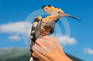 Hoopoe