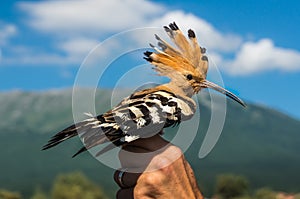 Hoopoe