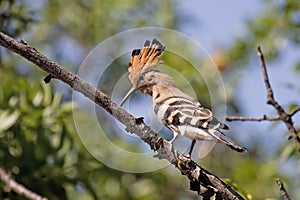 Hoopoe Pecking