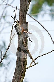 Hoopoe pecking at the wood of the tree