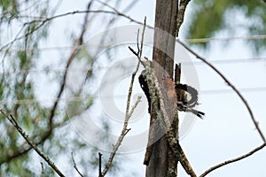 Hoopoe pecking at the wood of the tree