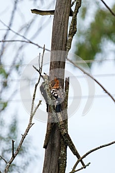 Hoopoe pecking at the wood of the tree