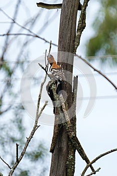 Hoopoe pecking at the wood of the tree