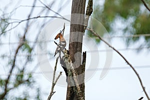 Hoopoe pecking at the wood of the tree