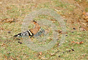 Hoopoe in Pench Tiger Reserve