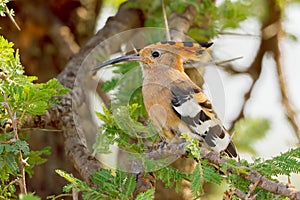 Hoopoe, Perched In Acacia