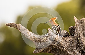 Hoopoe perching on olive Tree trunk