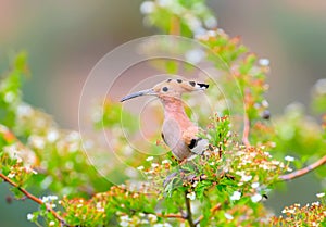 The hoopoe is photographed in the thick grass and on the branches