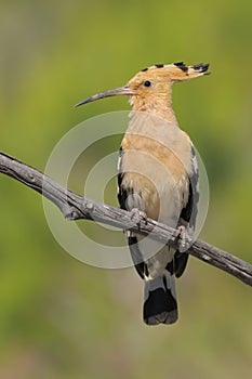 Hoopoe - Poupa - Upupa epops