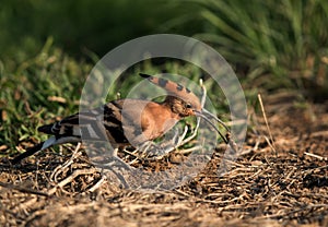 Hoopoe with a prey