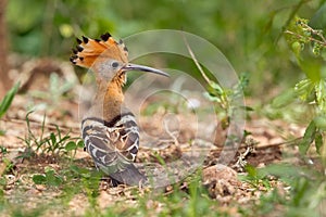 Hoopoe, Rear View