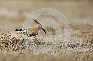 Hoopoe searching food