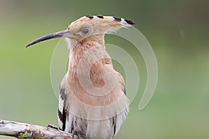 Hoopoe Side portrait on a background