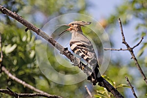 Hoopoe Singing